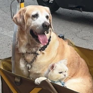 社会主义接班人