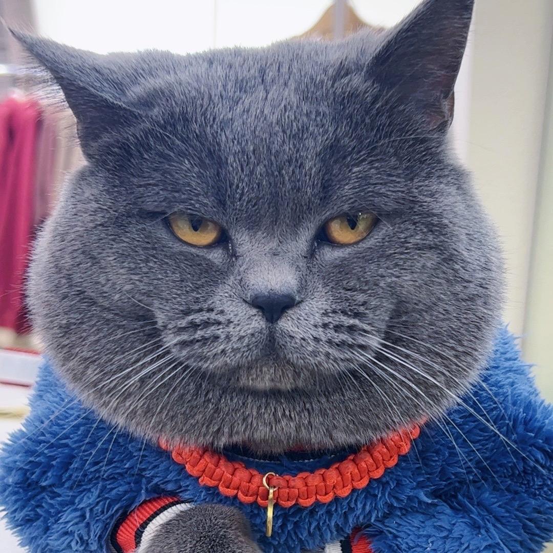 灰仔🐱和六一🐶