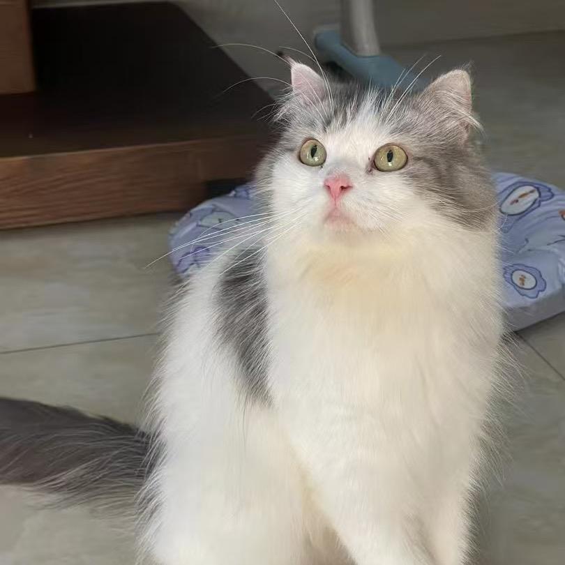 霓虹