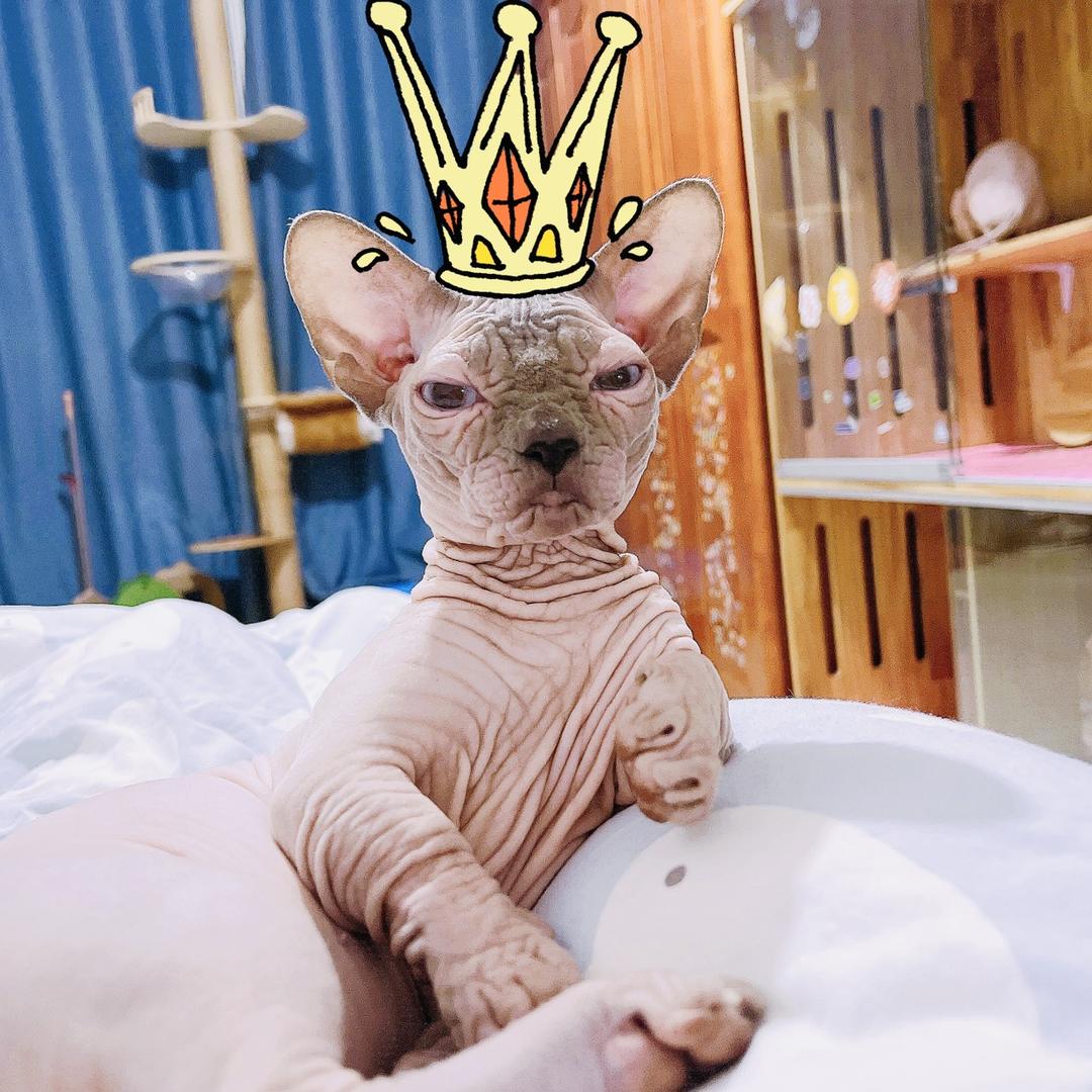 招财的干饭日常