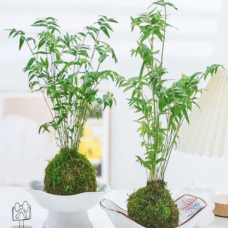 三亿听竹堂（竹子基地）