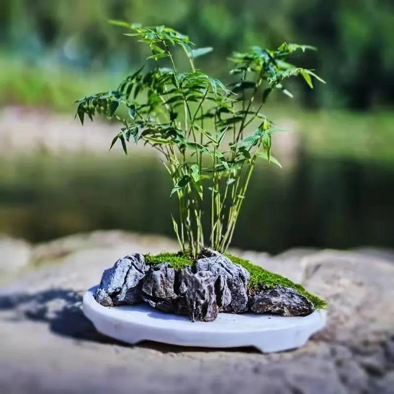 颜植小苑