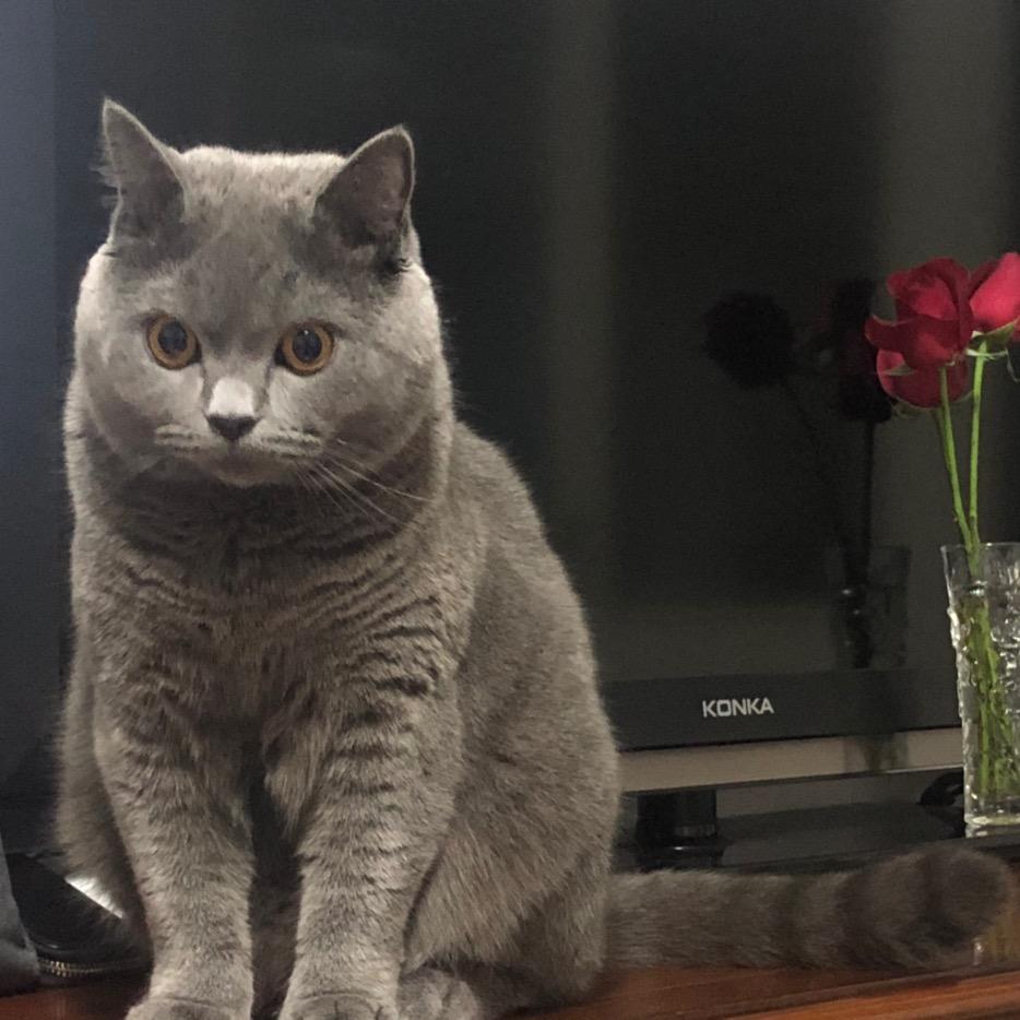 蓝猫·豆头像