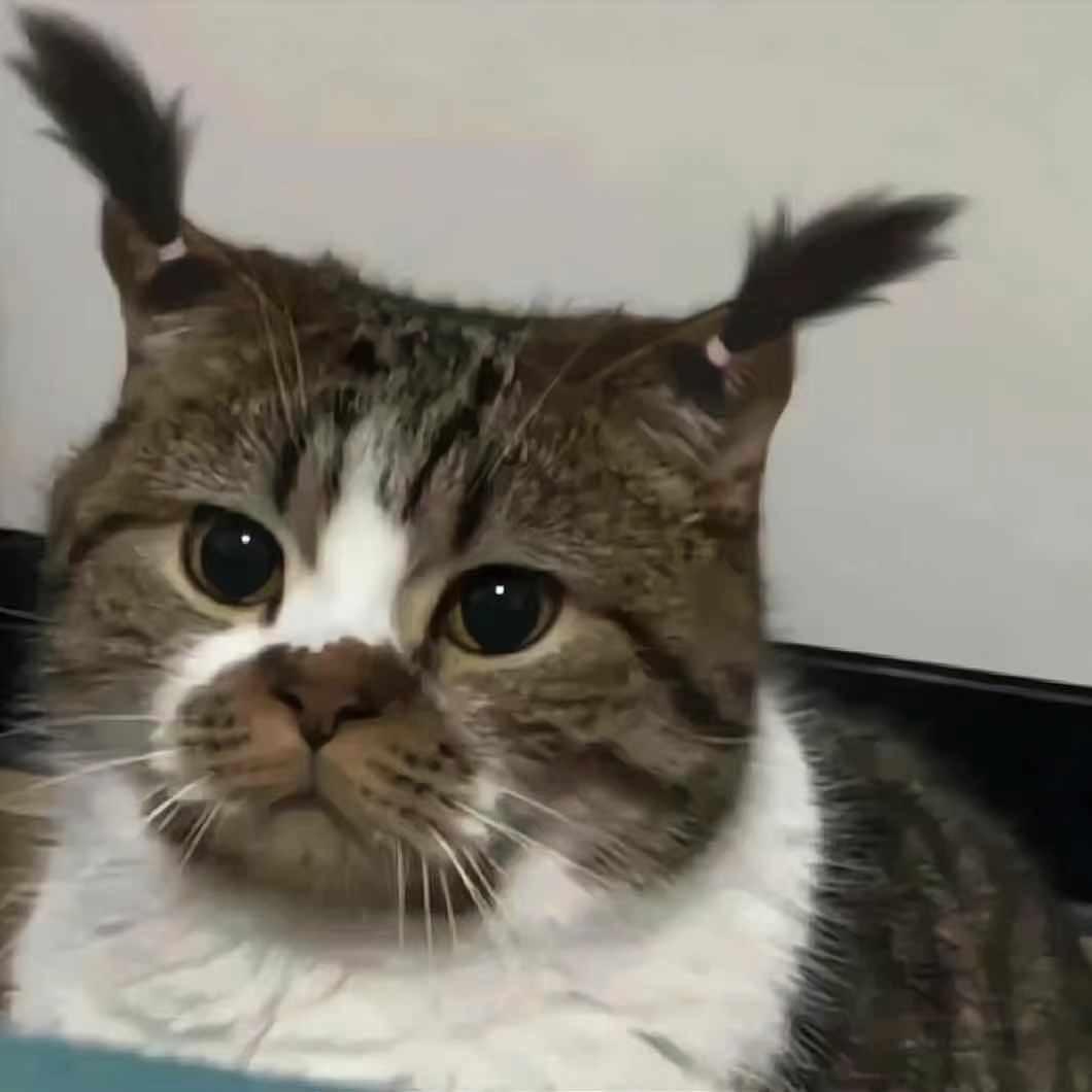 大脸猫❤️