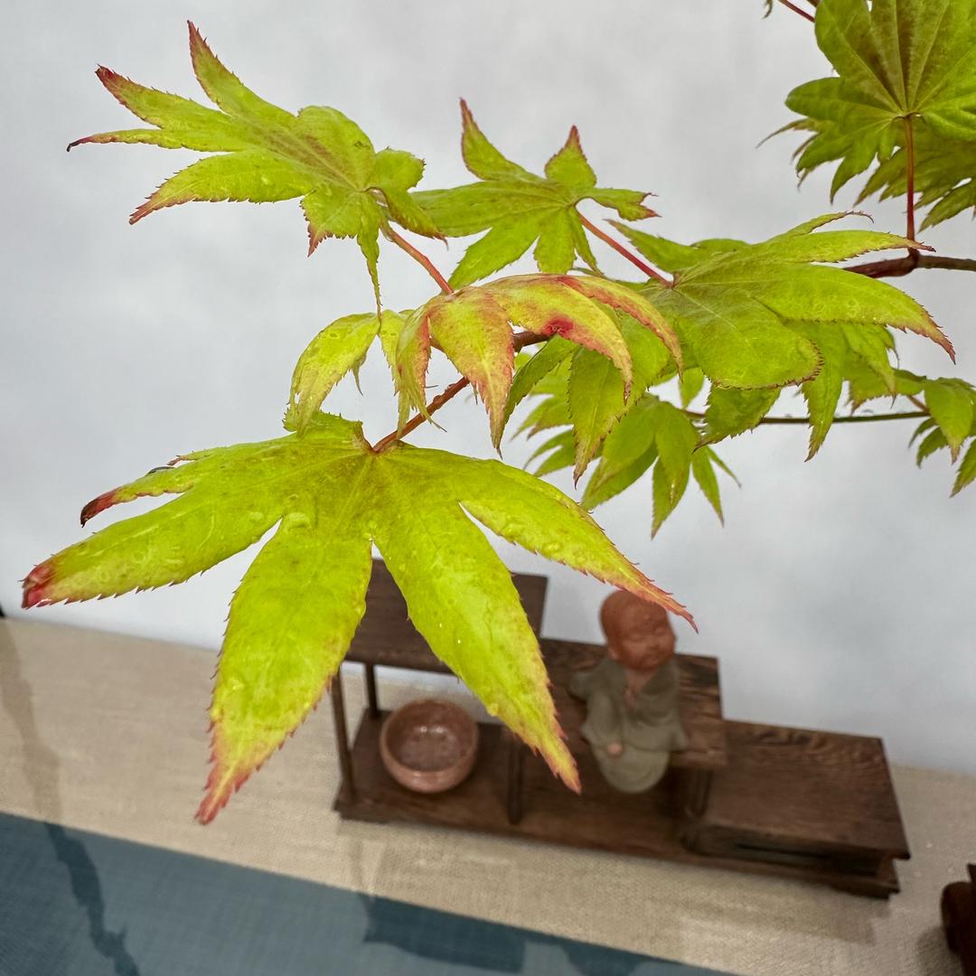薇枫