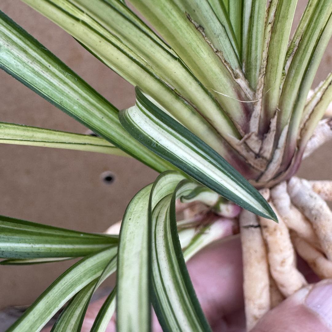 一生为兰兰园ABC