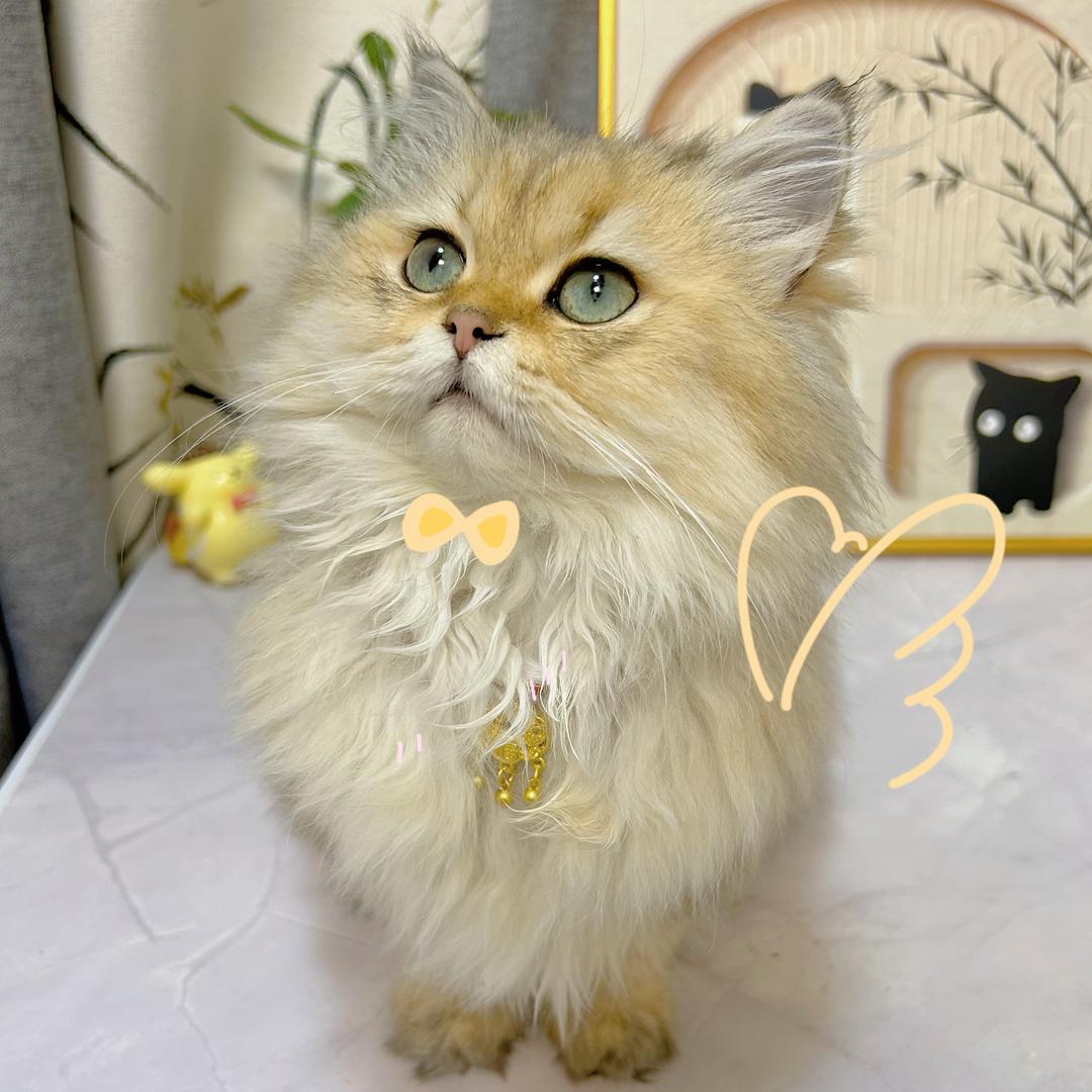 招财是只小馋猫