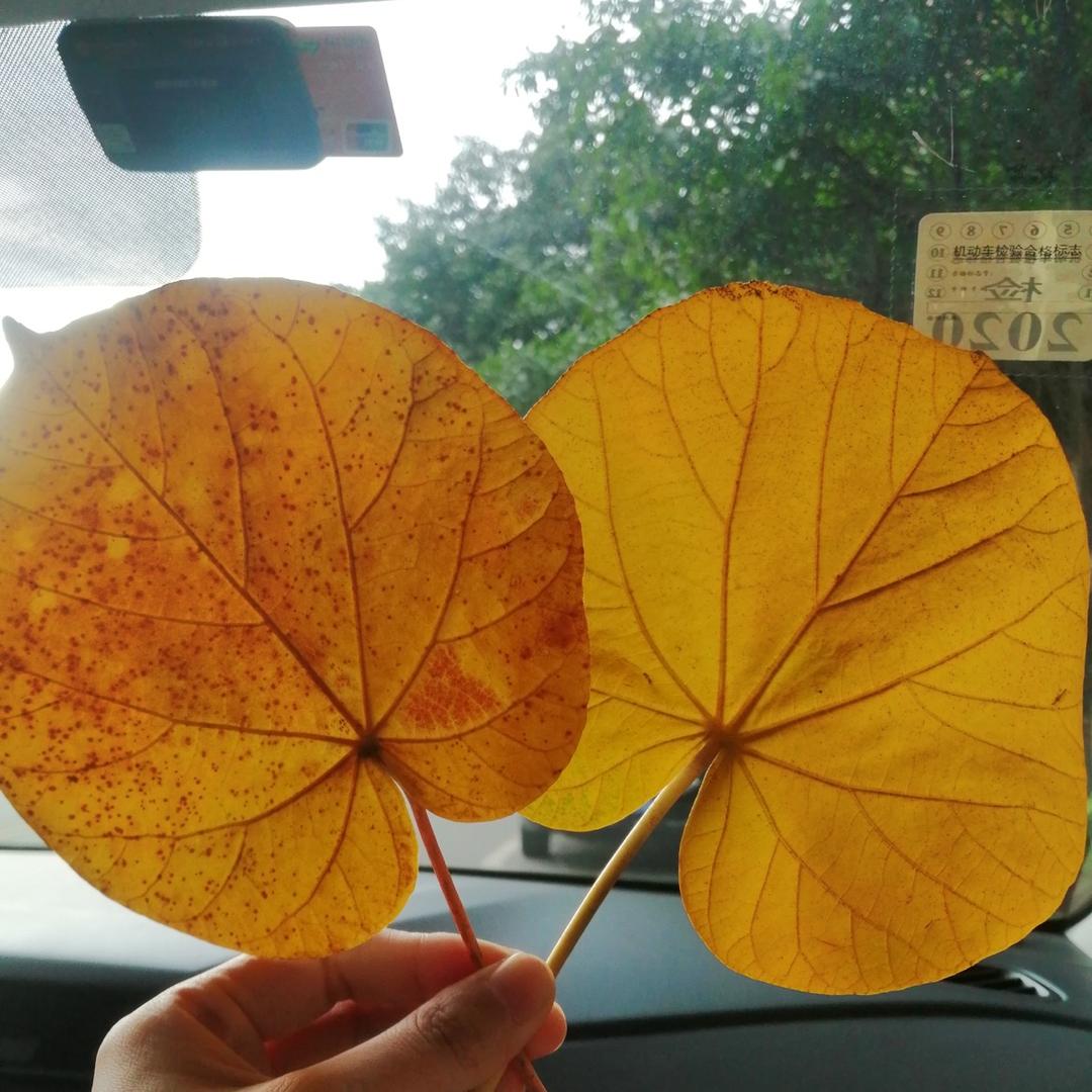 简约
