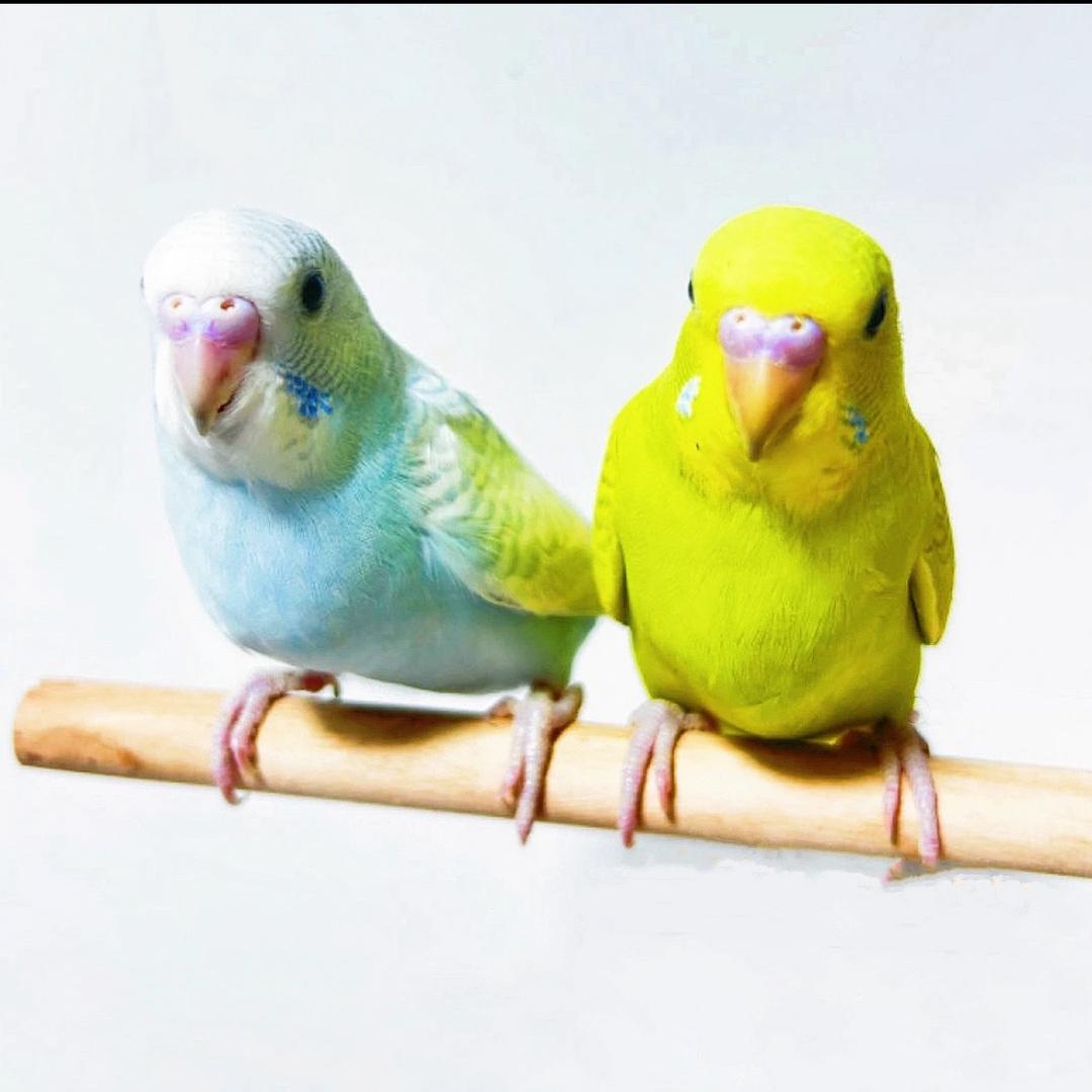 安隆宠物生活馆