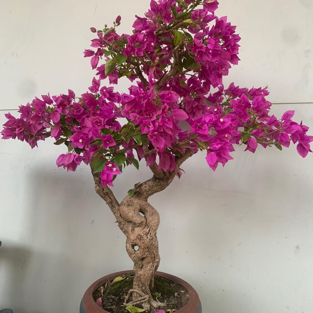 珍珍园艺