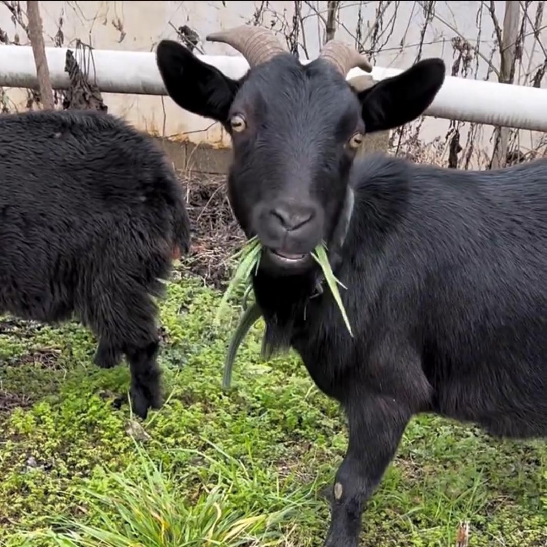 黑山羊专买店，批发