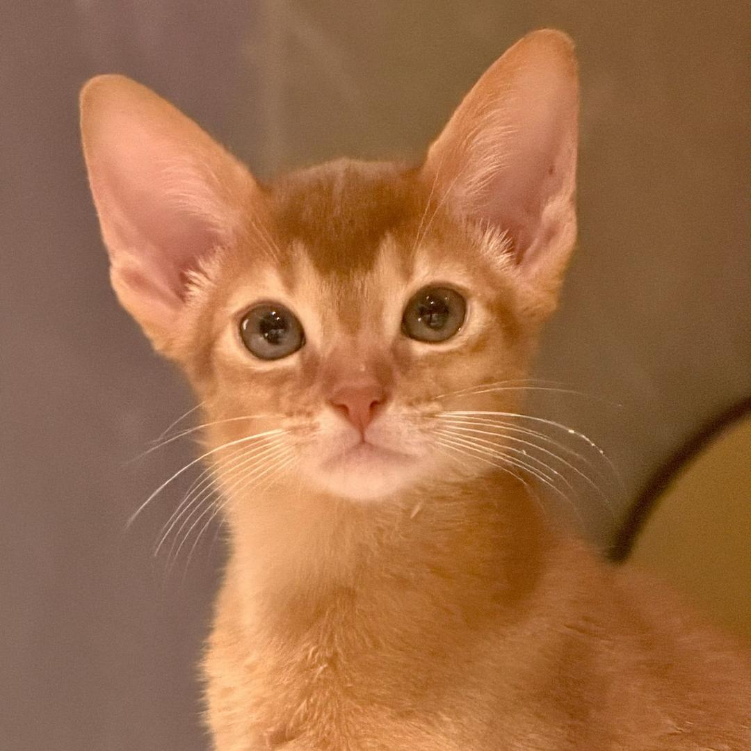 小羊咩咩爱吃渝.