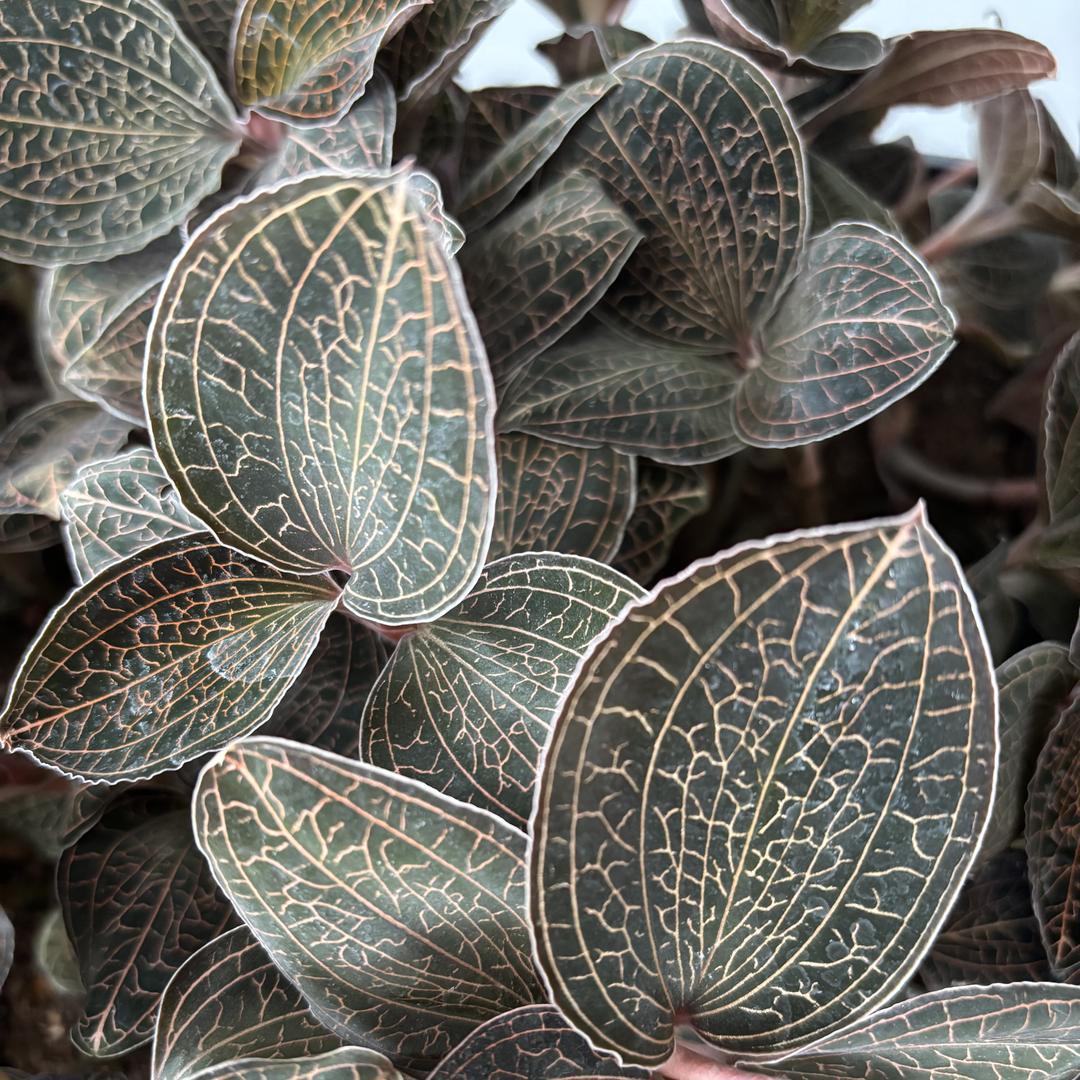 沣悦金线莲种植