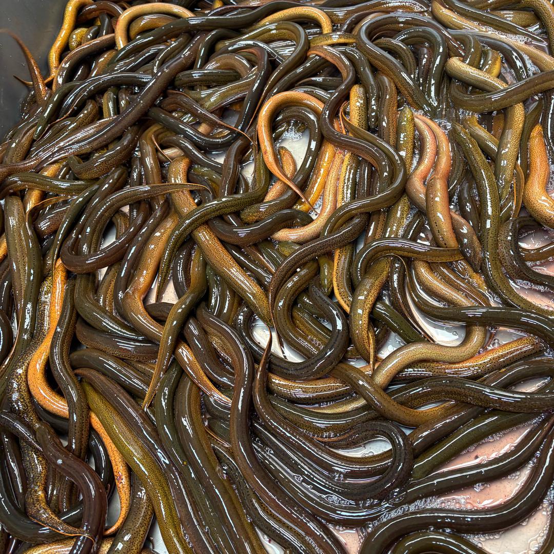 乡镇结合部