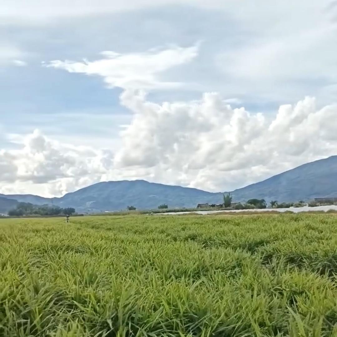 土威可小鱼儿🐠