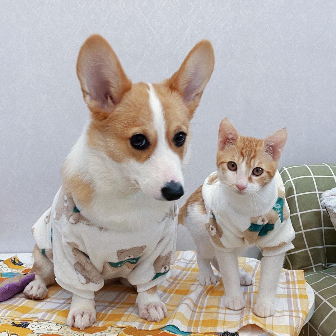 肥肠Der幸福生活
