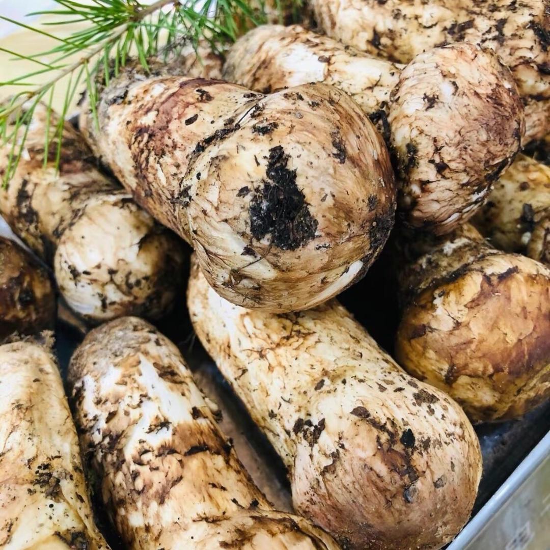 野生菌，松茸供应链