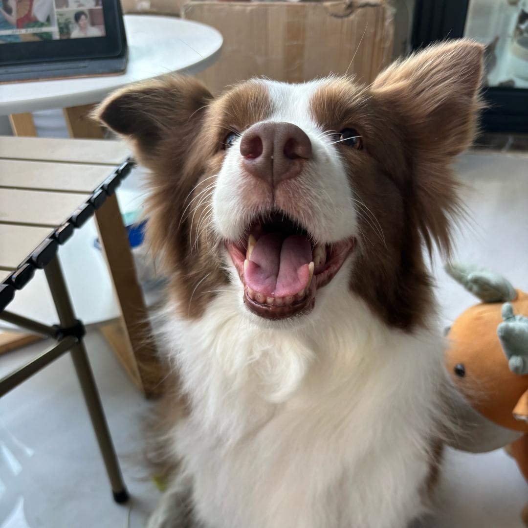 媛儿(见过詹姆斯版)