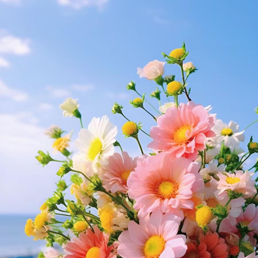 百合《💐》
