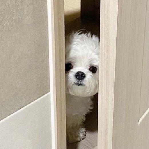 桃子圆圆