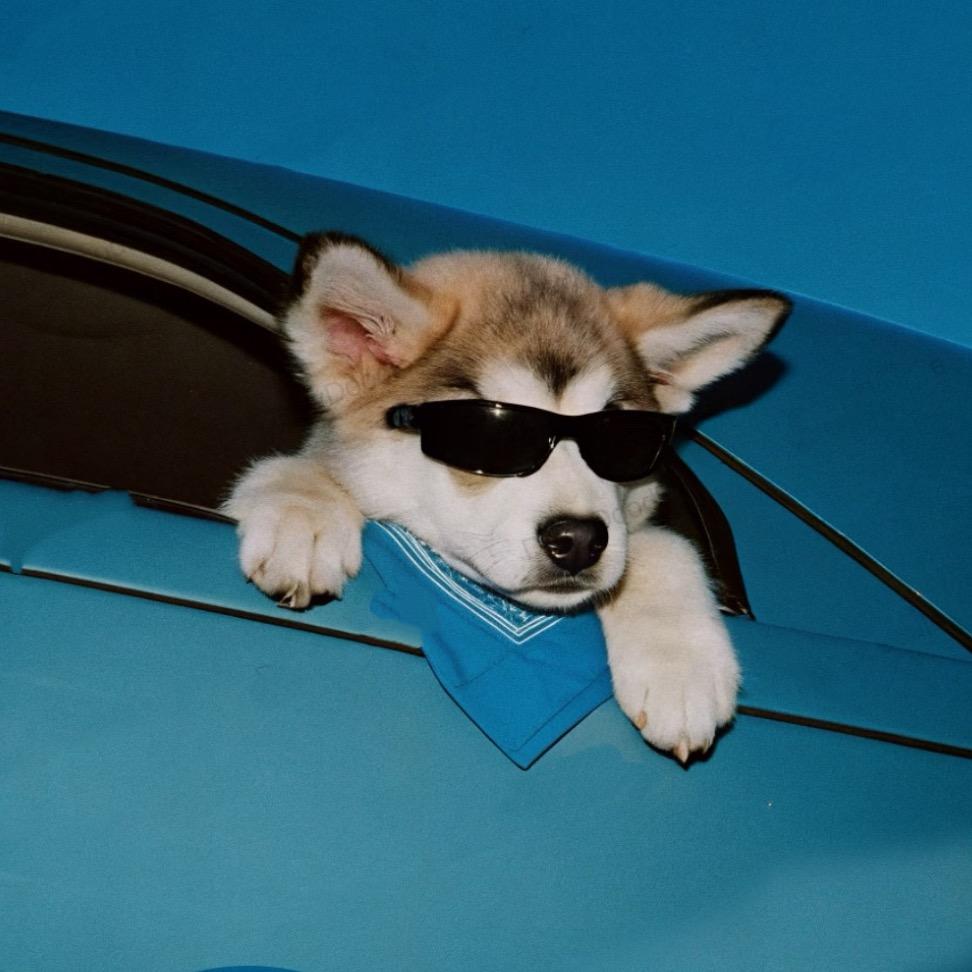 犬与路