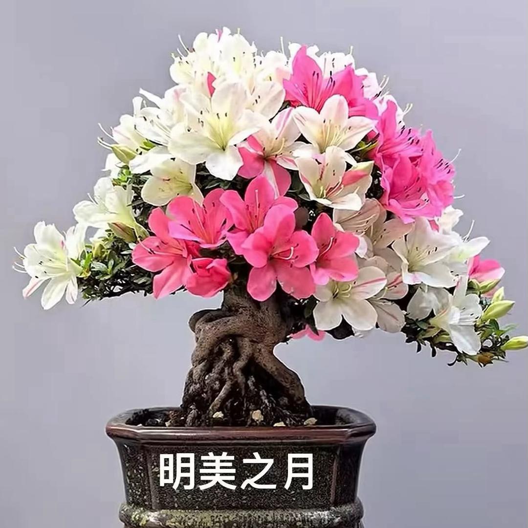 娟姿舞艺术精品店