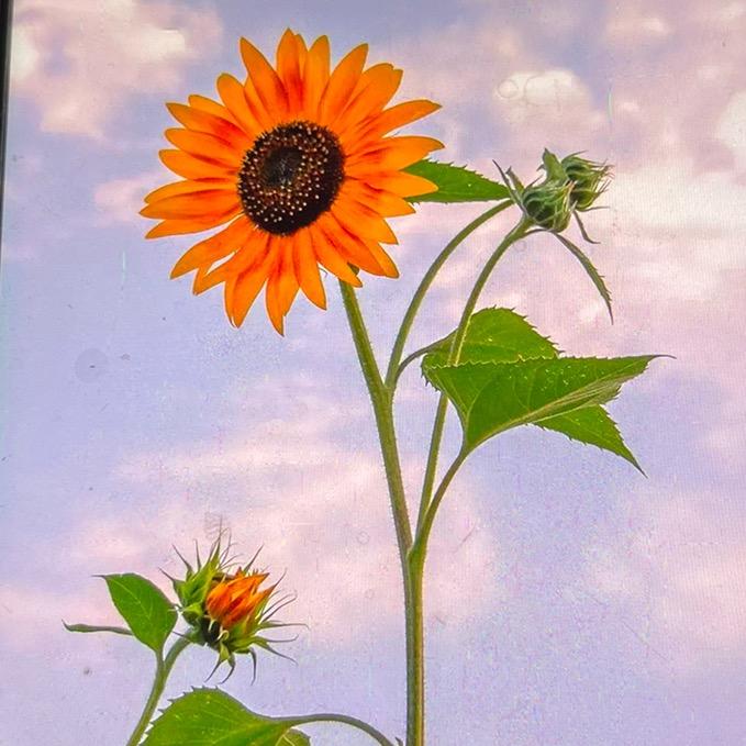 曦睿仓