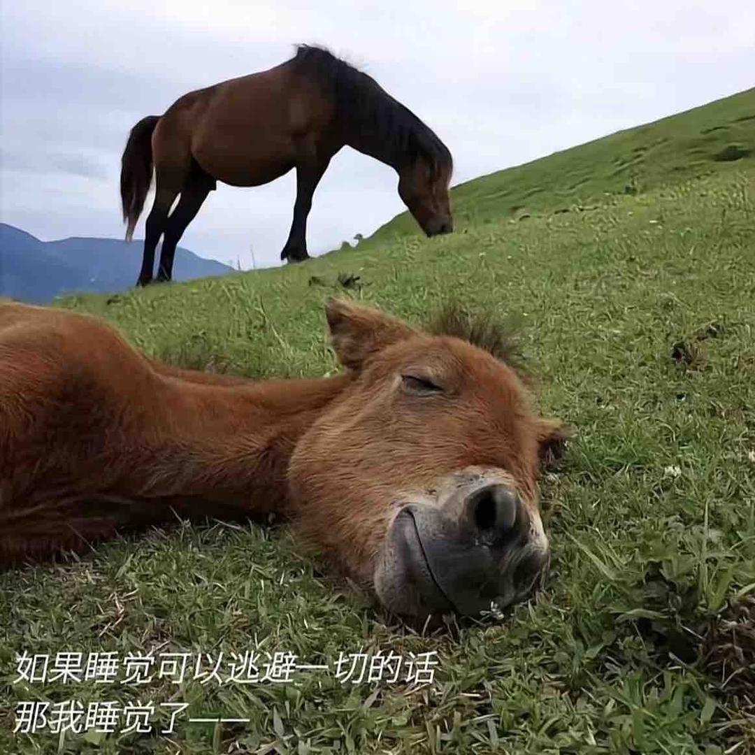 长大后可如实了