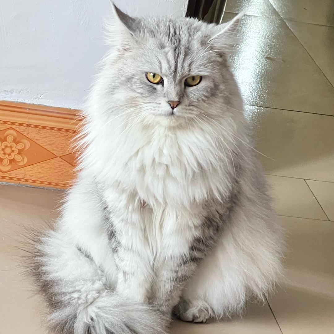 小虎