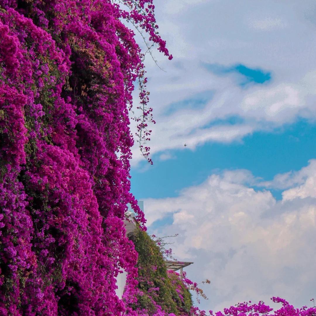 闲庭叙花卉绿植
