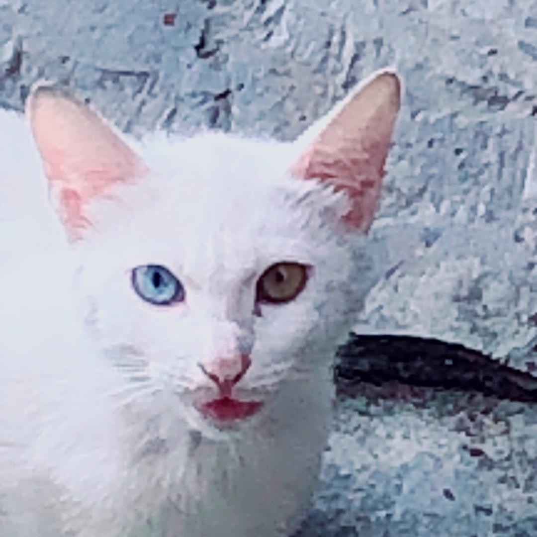 ༺༂遗༒失༂༻