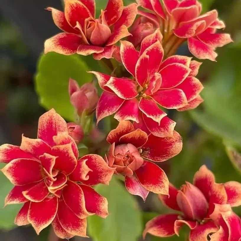 三月燕子绿植花卉