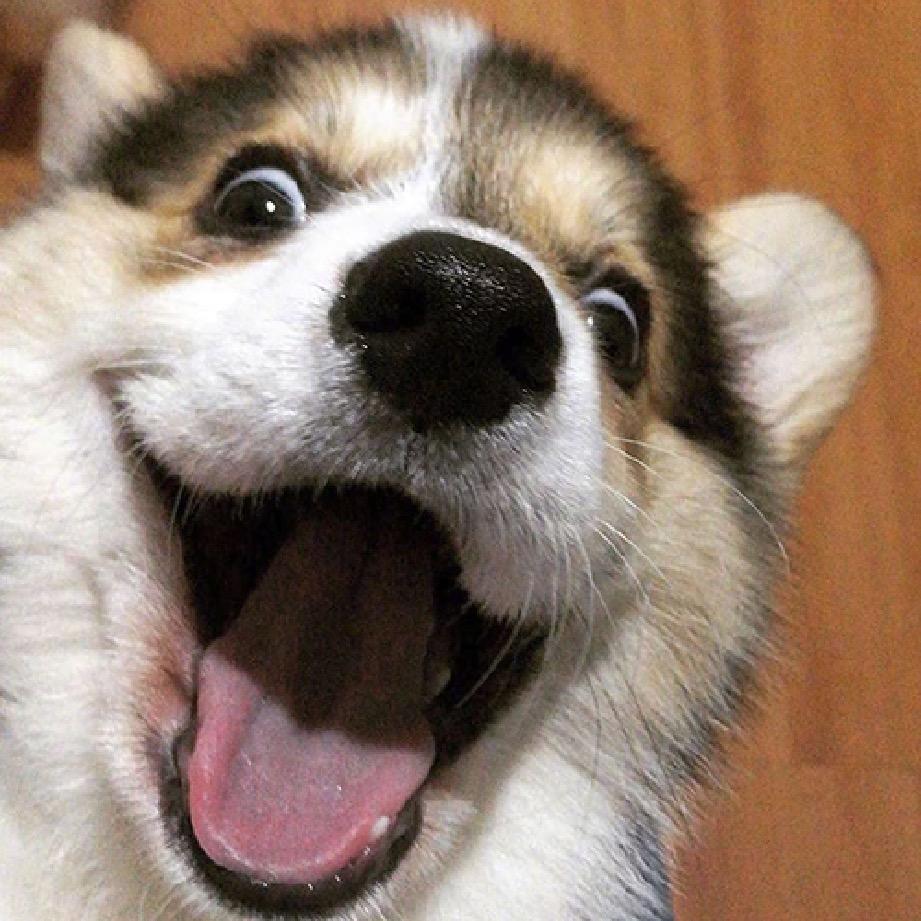 三元村杉林驿站