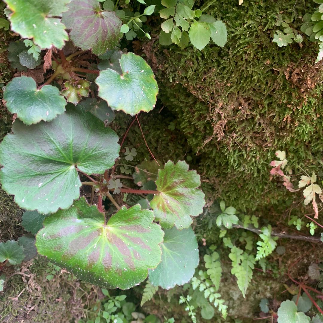 品百草