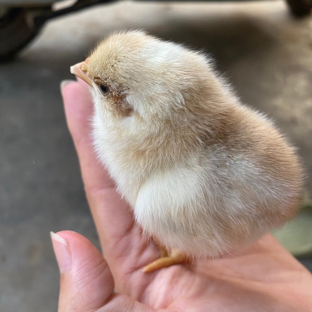 农村养鸡🐔