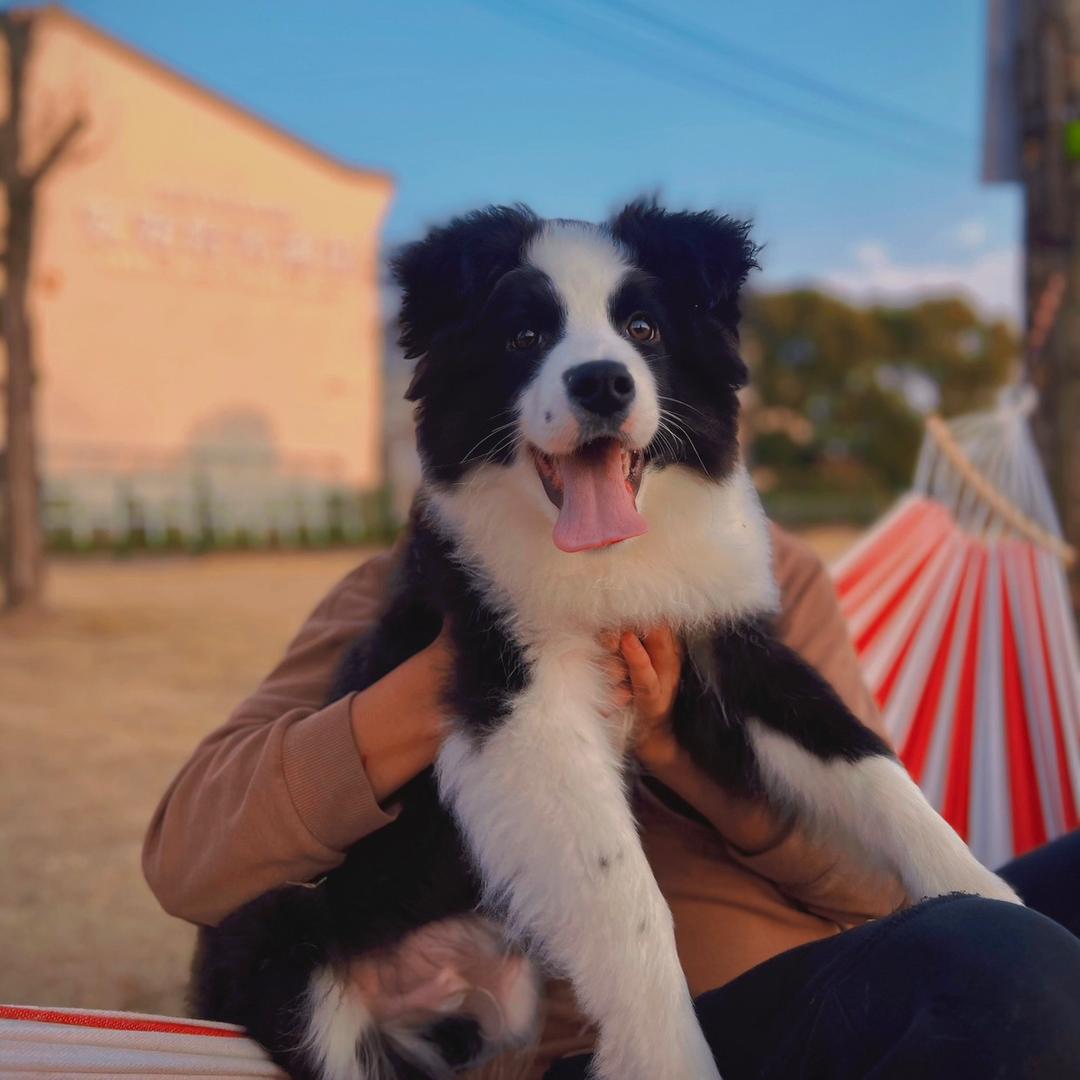 训犬刘教