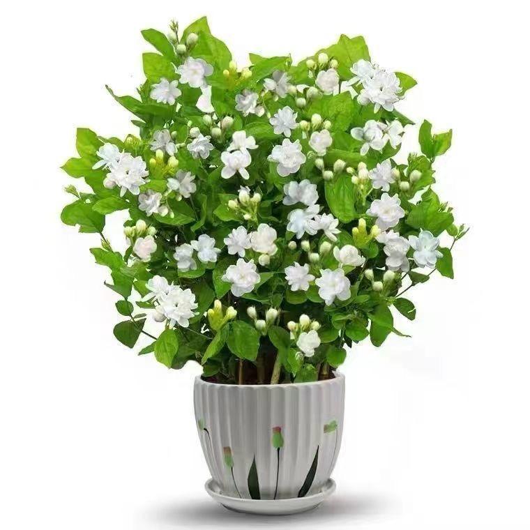 静谧花卉