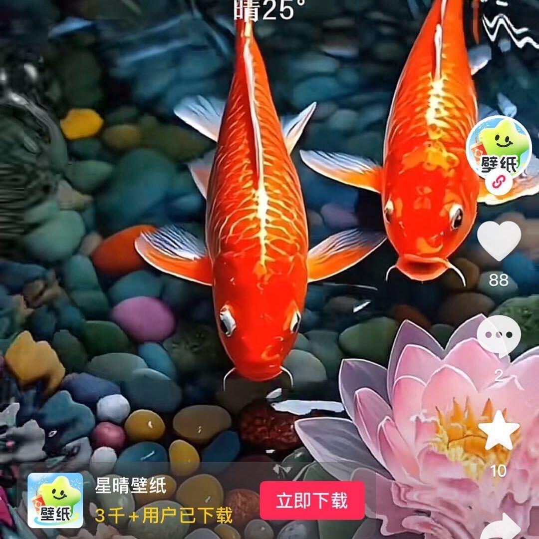 日落西山你不配东山在起你是谁🌷🌷🌷