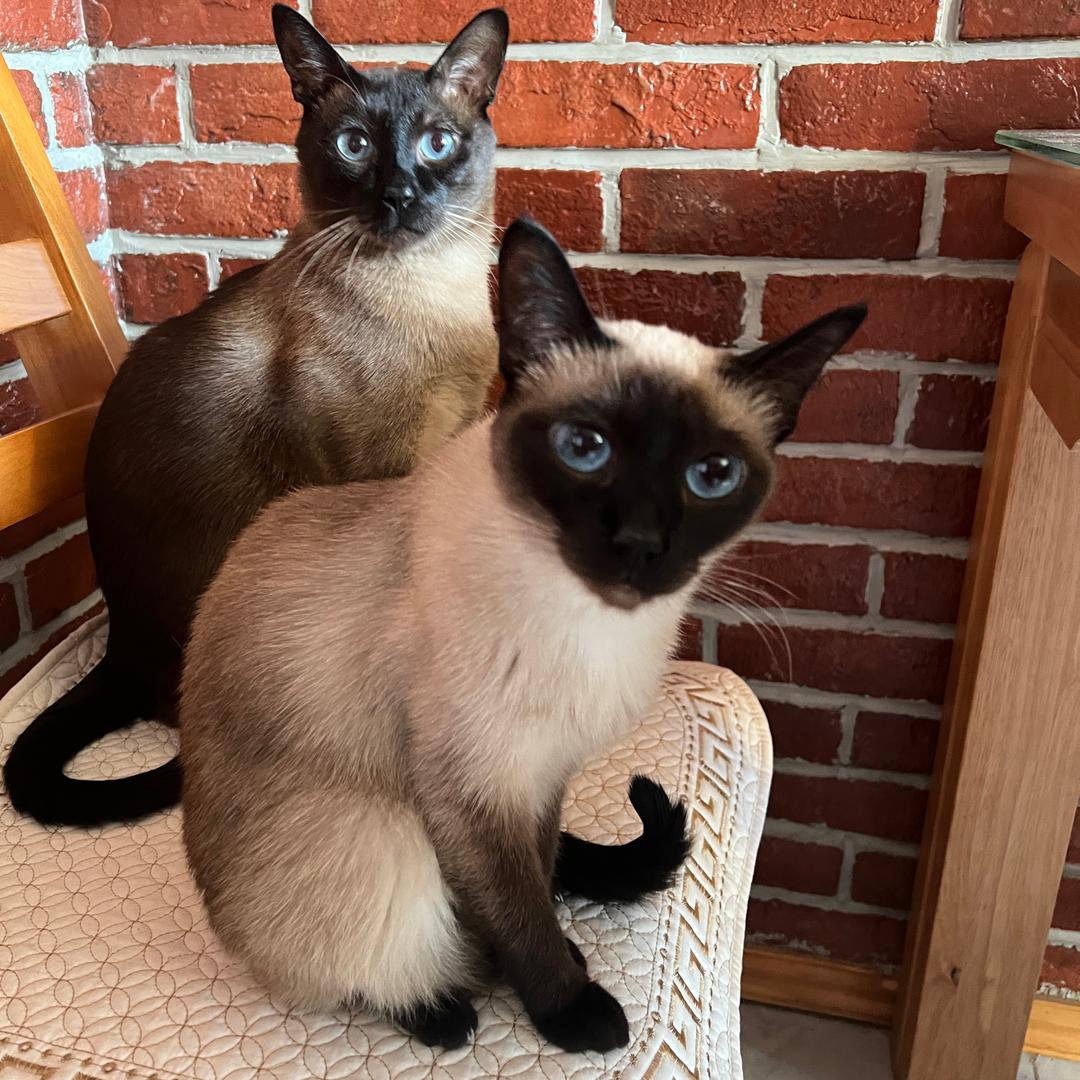 奈斯和藕片🐱🐱