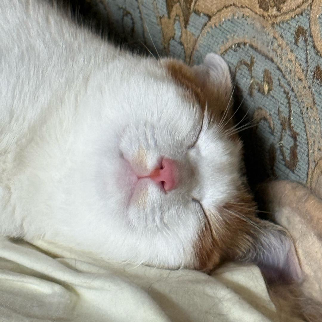 青林