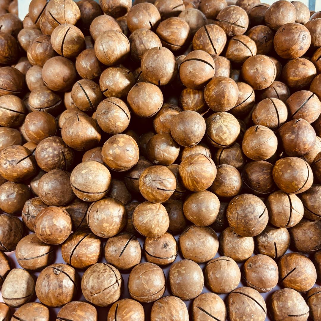 夏威夷果原产地