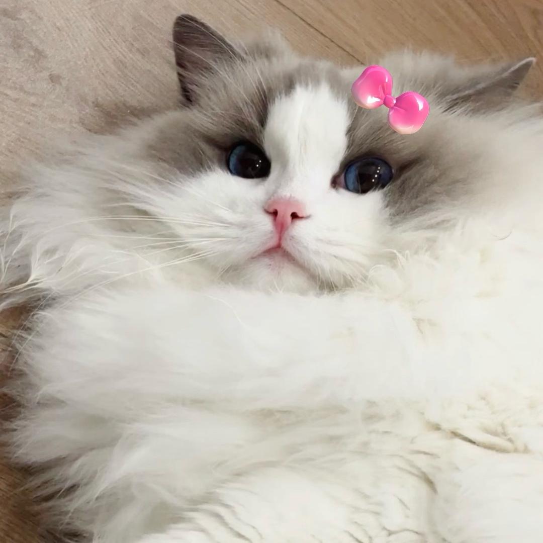 猫猫罐头