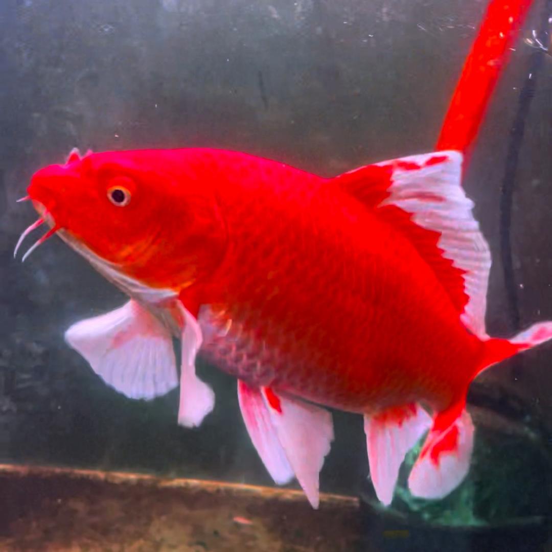 辰辰家的蝴蝶鲤