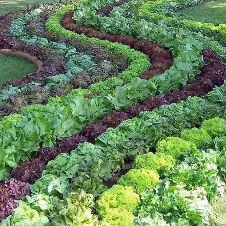 农家菜园美食记