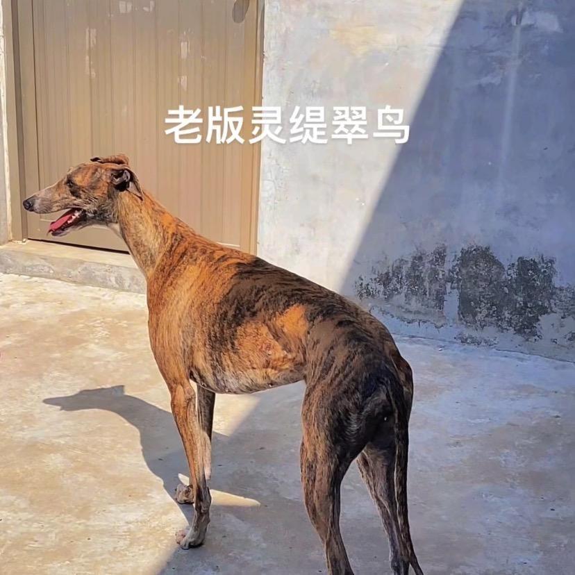 赛犬大伟