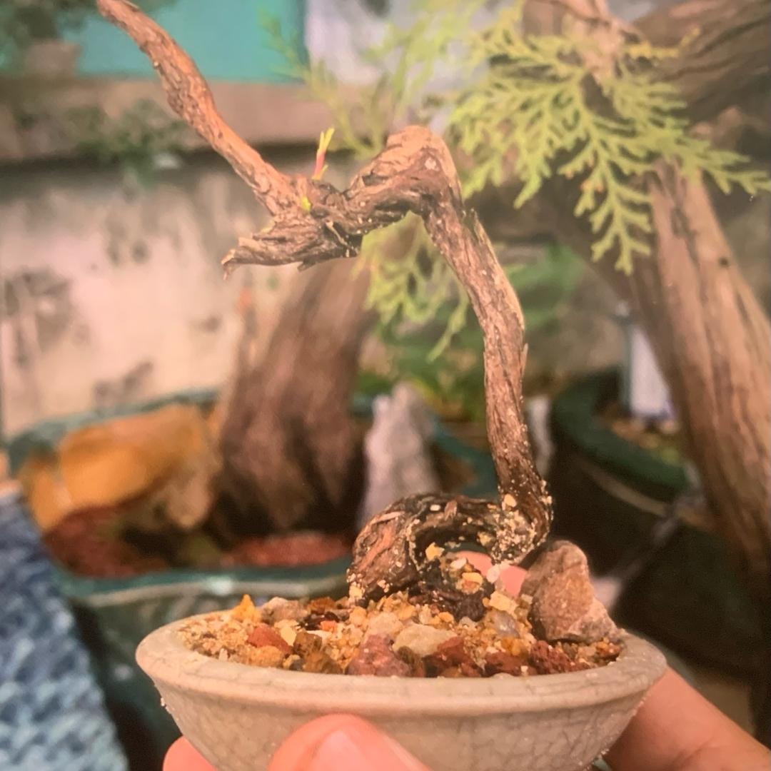 牛仔