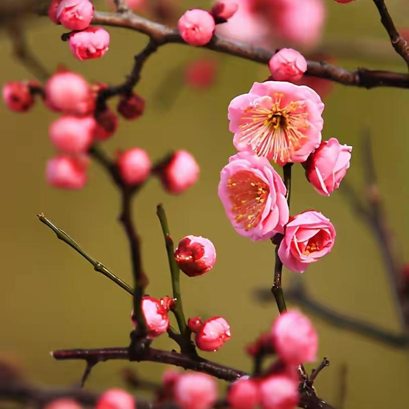 阳光明梅（媚）