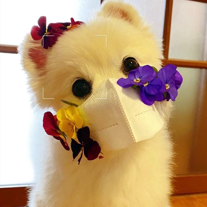🐨