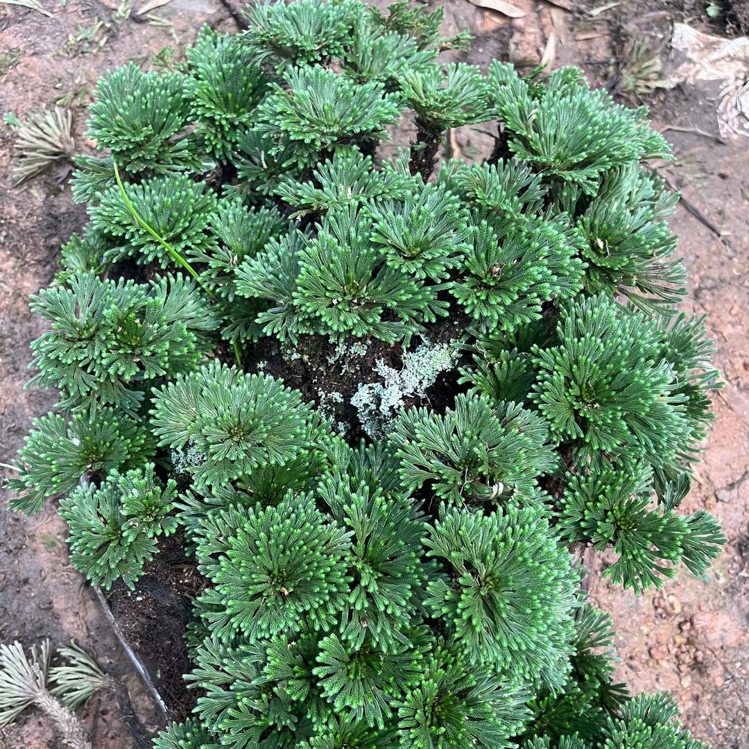植得绿植盆景