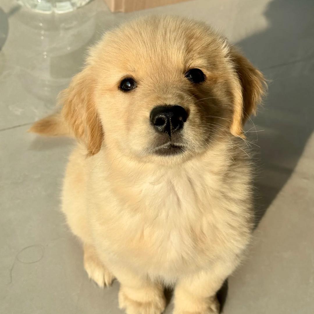 小饼干🍪